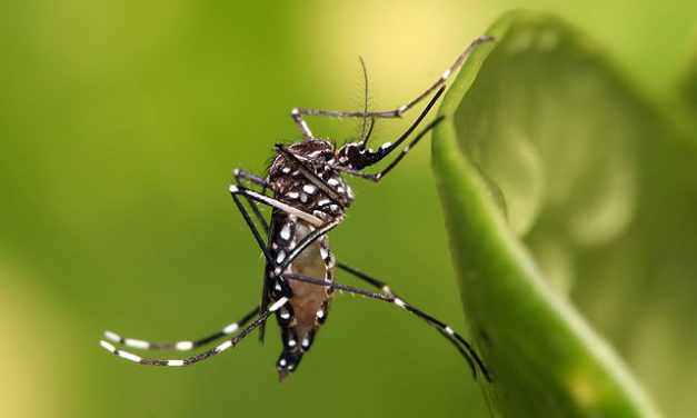 Verily Life Sciences Spawning Millions of Special Mosquitoes to Eliminate the ‘Bad Ones’
