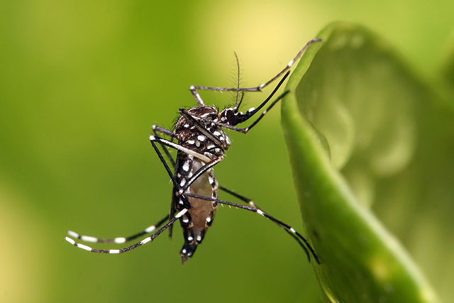 Verily Life Sciences Spawning Millions of Special Mosquitoes to Eliminate the ‘Bad Ones’