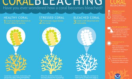 Genetic Engineering Algae to Save our Coral Reefs