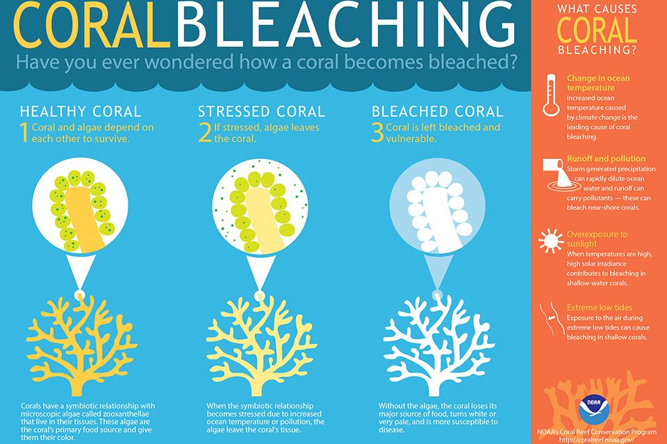 Genetic Engineering Algae to Save our Coral Reefs