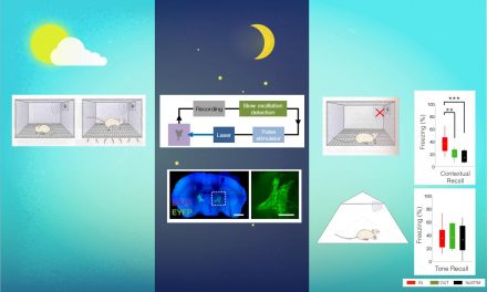 Triggering Specific Brain Waves During Sleep Enhances or Reduces Memorization
