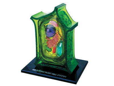 4D Master 4D Science Plant Anatomy Toy