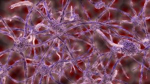 Nerve Cell Bundles
