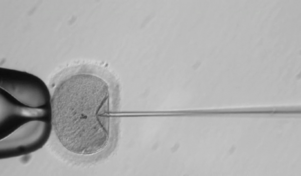 First Human Embryos Genetically Modified With CRISPR in U.S. Raises Concerns