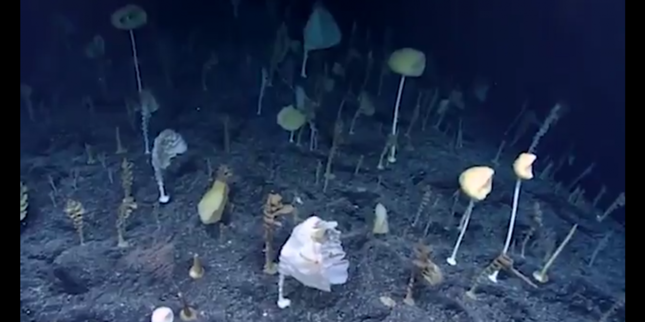 NOAA Robotic Deep Sea Explorer Uncovers Strange Ocean Forest and More