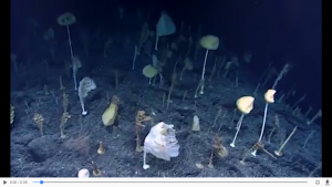 glass sponges on the dark ocean floor