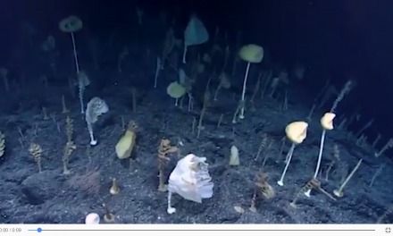 NOAA Robotic Deep Sea Explorer Uncovers Strange Ocean Forest and More