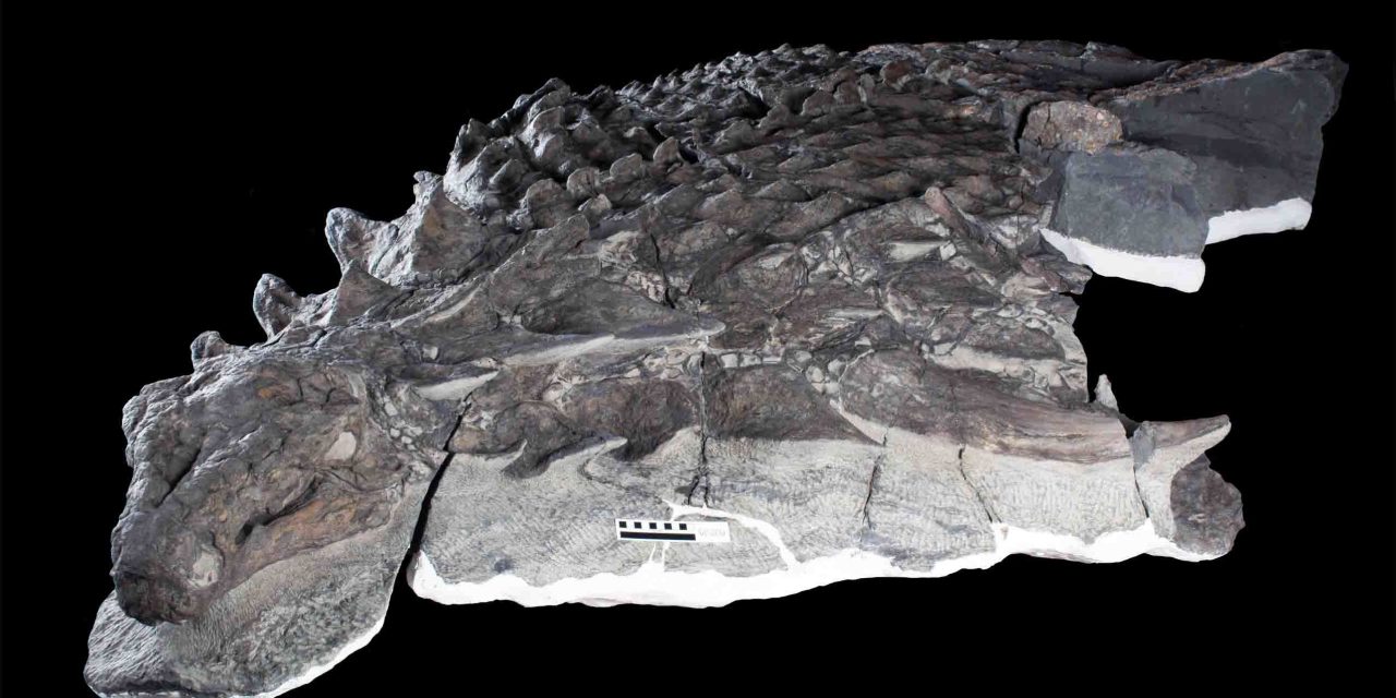 Incredibly Well-Preserved Fossil of Tank-Like Armored Dinosaur Borealopelta Markmitchelli