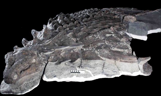 Incredibly Well-Preserved Fossil of Tank-Like Armored Dinosaur Borealopelta Markmitchelli