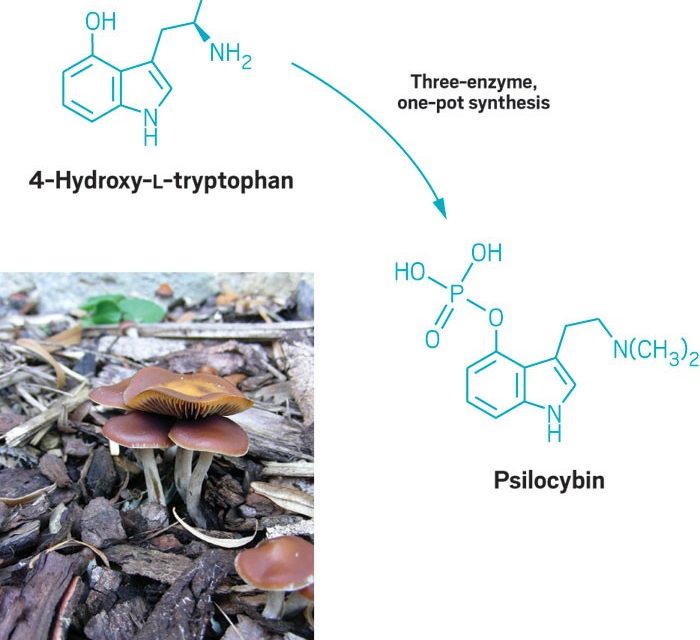 Scientists Discover How to Synthesize Psilocybin