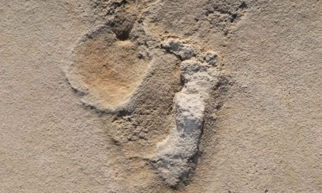 5.7M Year Old Footprint Discovery of Human-Like Creatures in Crete Complicate Evolution Narrative